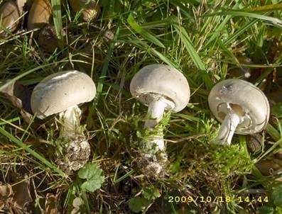 Seidiger Egerlingsschirmling, Foto 3