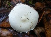 Seidiger Egerlingsschirmling, Foto 7