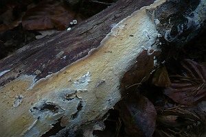 Seidiger Membranrindenpilz, Foto 1