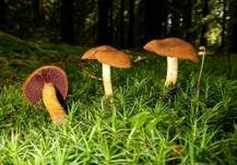 Blutblättriger Hautkopf, Foto 7