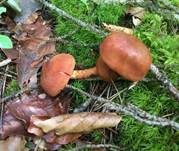 Blutblättriger Hautkopf, Foto 8