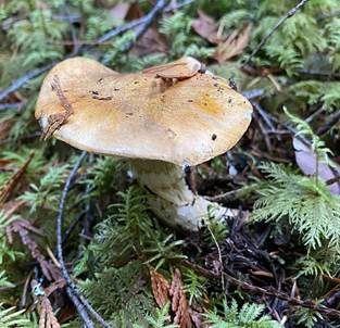 Sellerieritterling, Foto 4