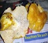 Semmelstoppelpilz, Foto 13