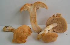Semmelstoppelpilz, Foto 32