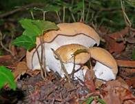 Semmelstoppelpilz, Foto 6