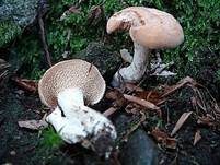 Semmelstoppelpilz, Foto 11