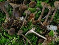Sepiabrauner Adermoosling, Foto 7