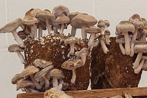 Shiitake, Foto 1