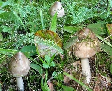 Silbergrauer Scheidenstreifling, Foto 2