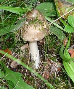 Silbergrauer Scheidenstreifling, Foto 3