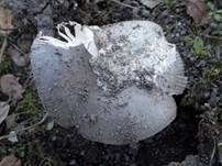 Silbergrauer Scheidenstreifling, Foto 12