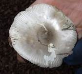 Silbergrauer Scheidenstreifling, Foto 14