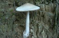 Silbergrauer Scheidenstreifling, Foto 17