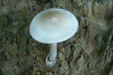 Silbergrauer Scheidenstreifling, Foto 18