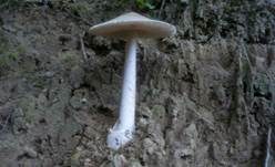 Silbergrauer Scheidenstreifling, Foto 20