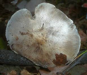 Silberritterling, Foto 4