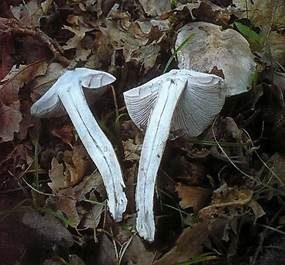 Silberritterling, Foto 5