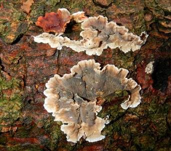 Blutender Nadelholzschichtpilz, Foto 3