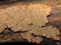 Blutender Nadelholzschichtpilz, Foto 15