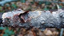 Blutender Nadelholzschichtpilz, Foto 16