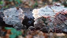 Blutender Nadelholzschichtpilz, Foto 17