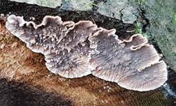 Blutender Nadelholzschichtpilz, Foto 20