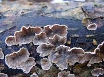 Blutender Nadelholzschichtpilz, Foto 23