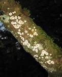 Blutender Nadelholzschichtpilz, Foto 25