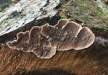 Blutender Nadelholzschichtpilz, Foto 26