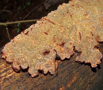 Blutender Nadelholzschichtpilz, Foto 5