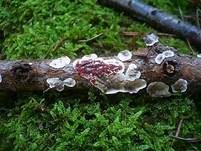 Blutender Nadelholzschichtpilz, Foto 9