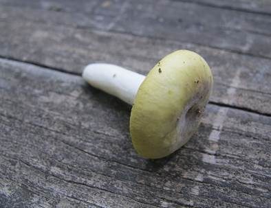 Smaragd-Täubling, Foto 2