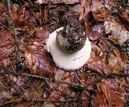 Sommersteinpilz, Foto 12
