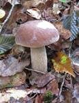 Sommersteinpilz, Foto 18
