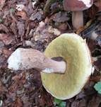 Sommersteinpilz, Foto 19