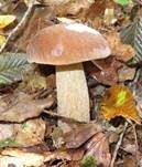 Sommersteinpilz, Foto 20