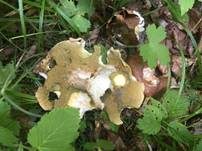 Sommersteinpilz, Foto 21