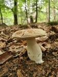 Sommersteinpilz, Foto 22