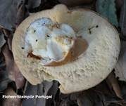 Sommersteinpilz, Foto 25