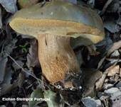 Sommersteinpilz, Foto 26