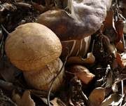 Sommersteinpilz, Foto 27