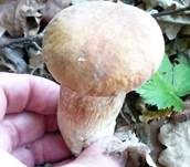 Sommersteinpilz, Foto 28
