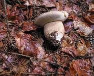 Sommersteinpilz, Foto 6