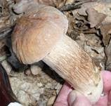 Sommersteinpilz, Foto 9