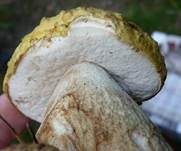 Sommersteinpilz, Foto 10