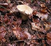 Sommersteinpilz, Foto 11