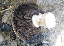 Sonnenpilz, Foto 8
