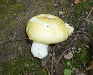 Sonnentäubling, Foto 6