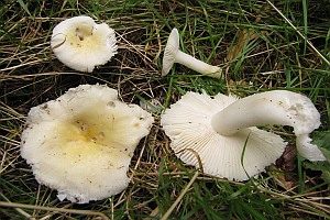 Sonnentäubling, Foto 1