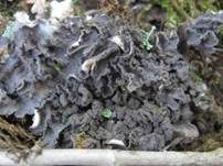 Sorediöse Nierenflechte, Foto 5